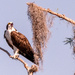 Osprey, Screaming for Food!