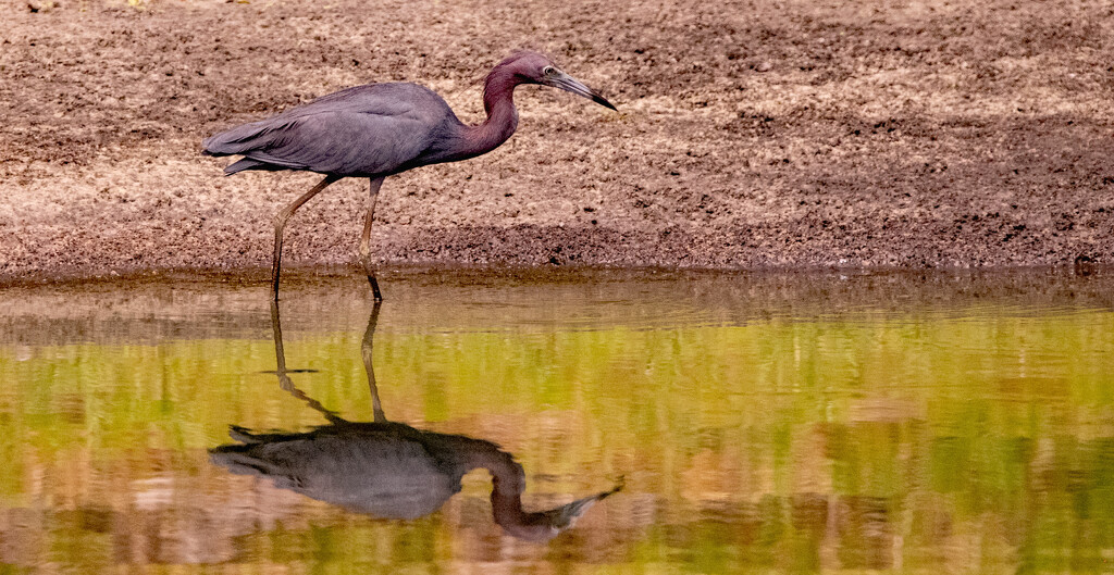 Little Blue Heron, Searching the Waters! by rickster549