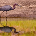 Little Blue Heron, Searching the Waters!