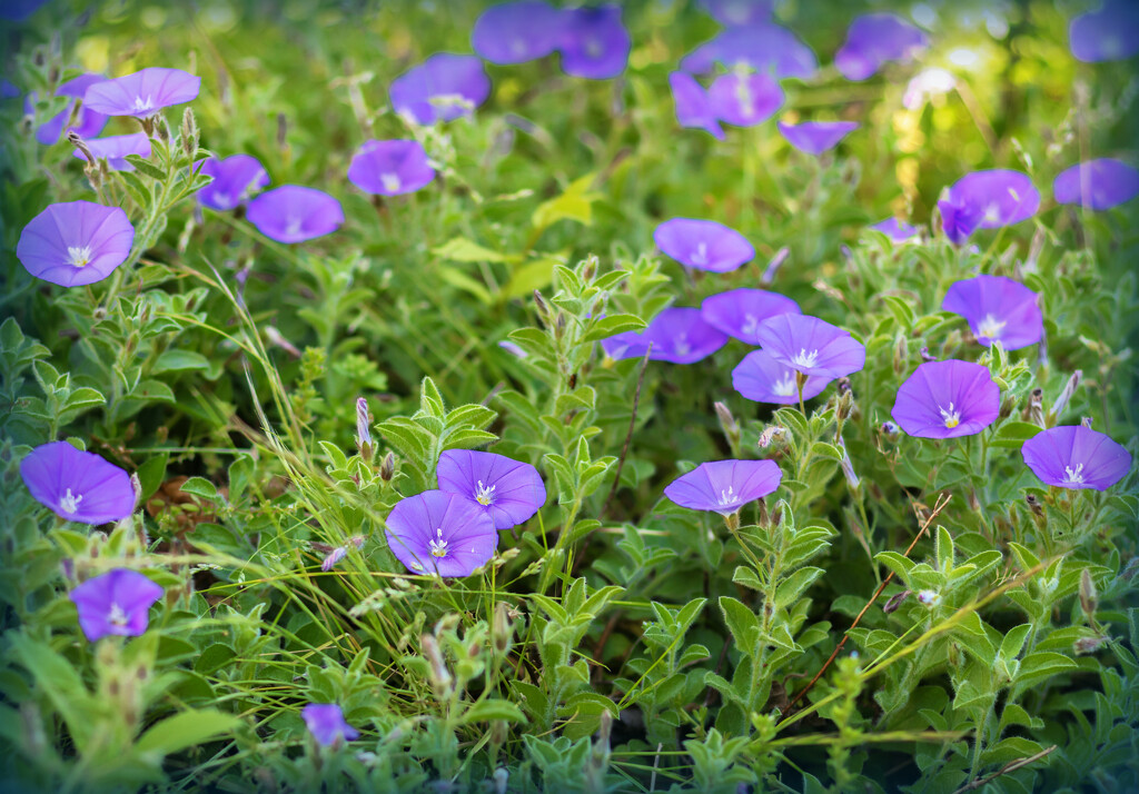 An evergreen groundcover by ludwigsdiana