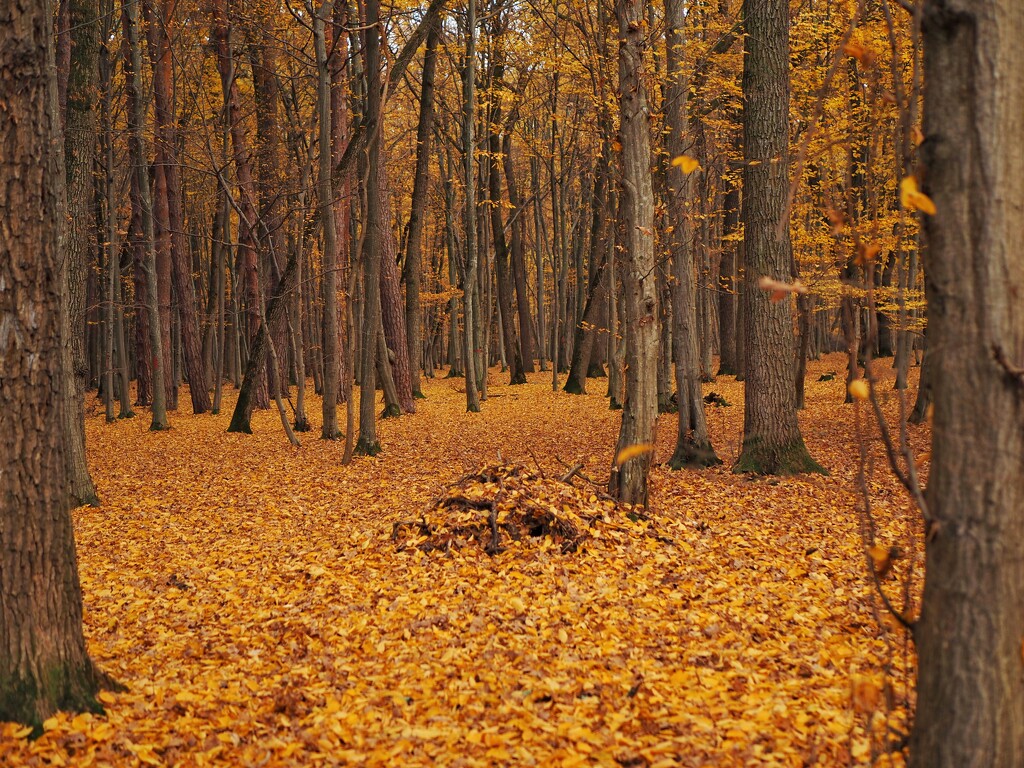 Can you see the forest? by monikozi