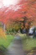 4th Nov 2024 - Red Maple Tunnel