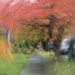 Red Maple Tunnel