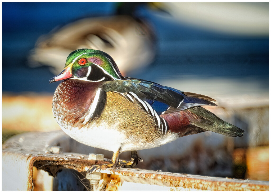 Wood Duck by aikiuser