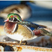 Wood Duck