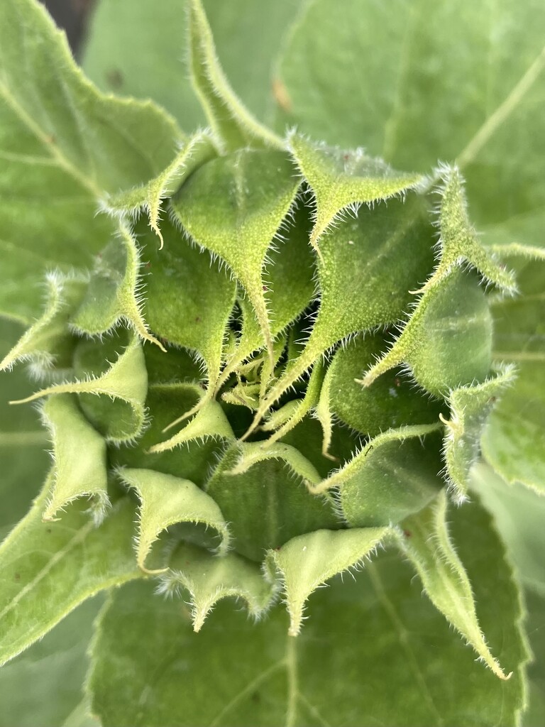 Sunflower by narayani