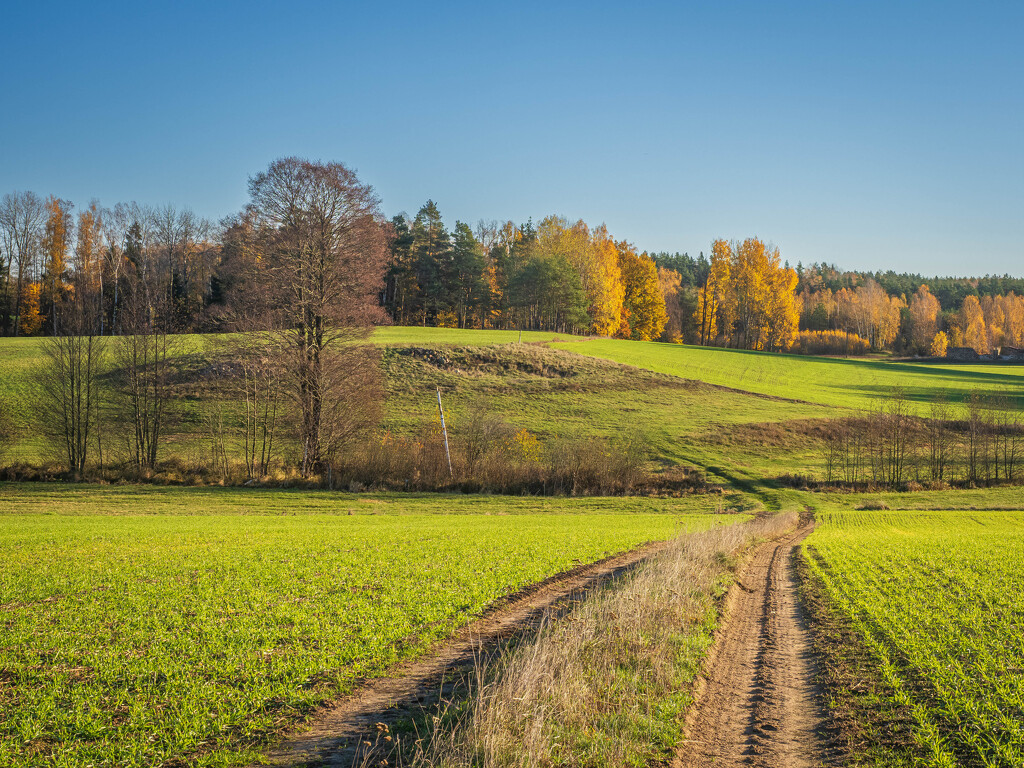 A sunny morning by haskar