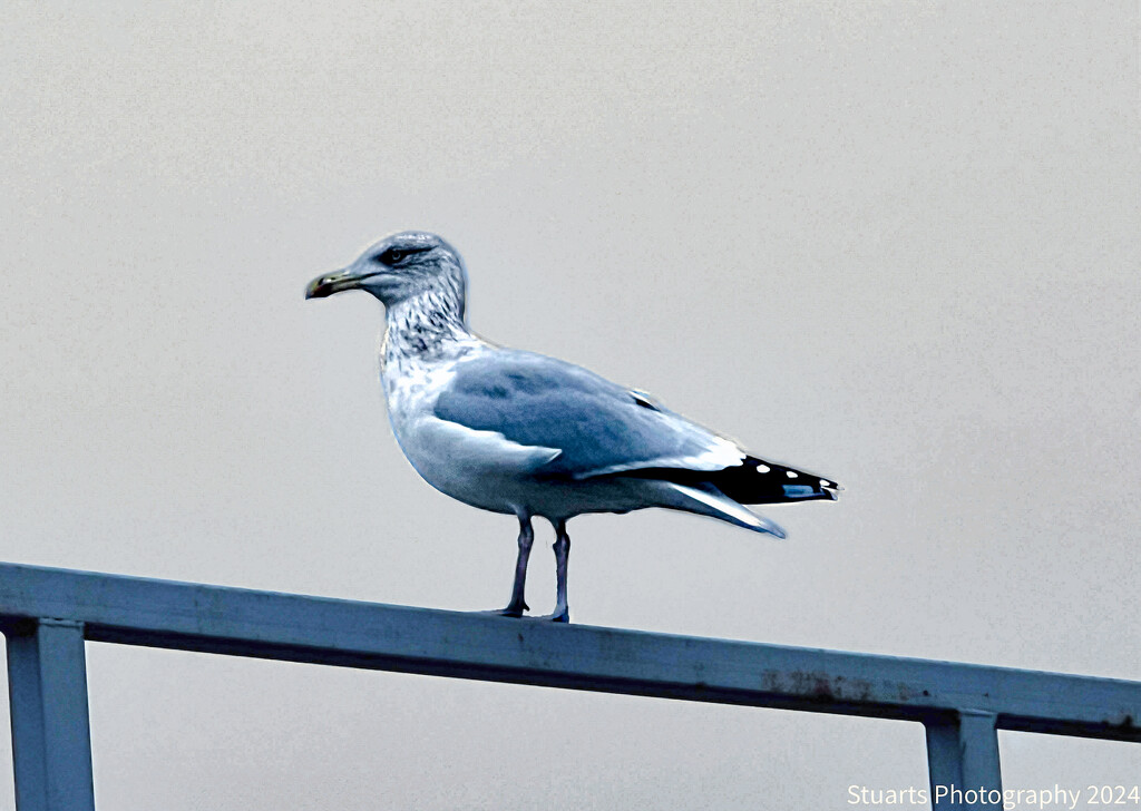 Seagull  by stuart46