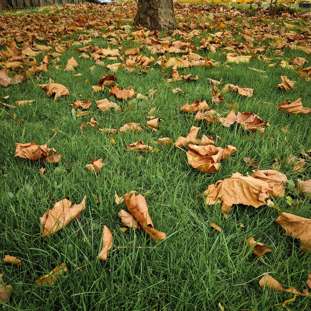 Autumn leaves by andyharrisonphotos