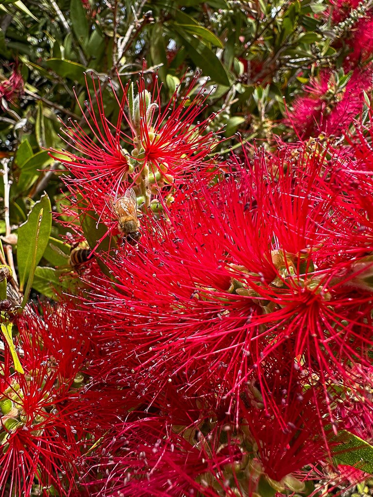 Flowering bottlebrush by pusspup