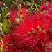 Flowering bottlebrush