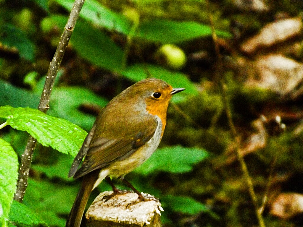 Robin Reliant by ajisaac