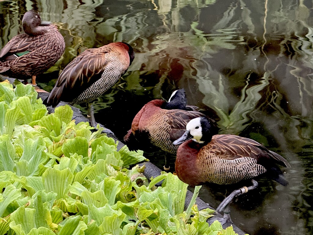 White-faced whistling duck by rensala