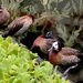 White-faced whistling duck