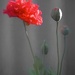 Stages of a Poppy PB067174