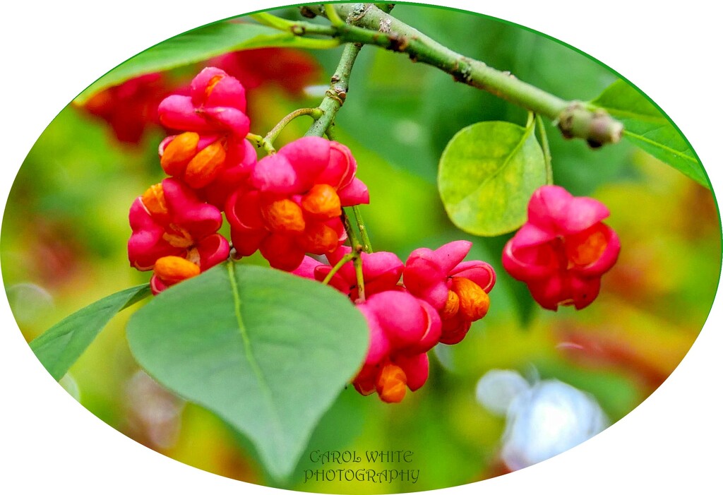 Spindle Bush by carolmw