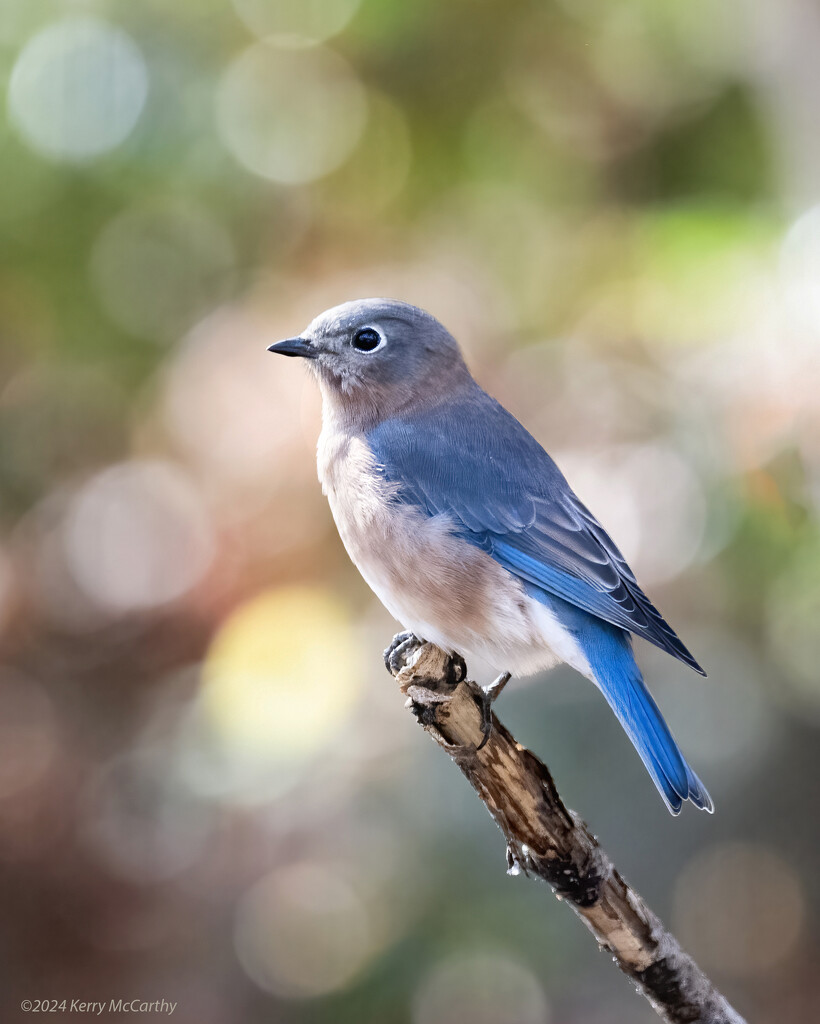 Glad to see the bluebirds are back by mccarth1