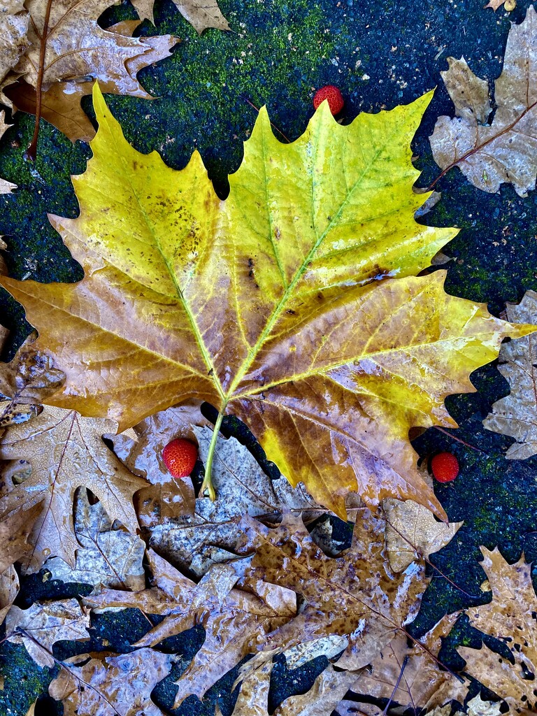 Plane tree leaf by illinilass