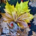 Plane tree leaf