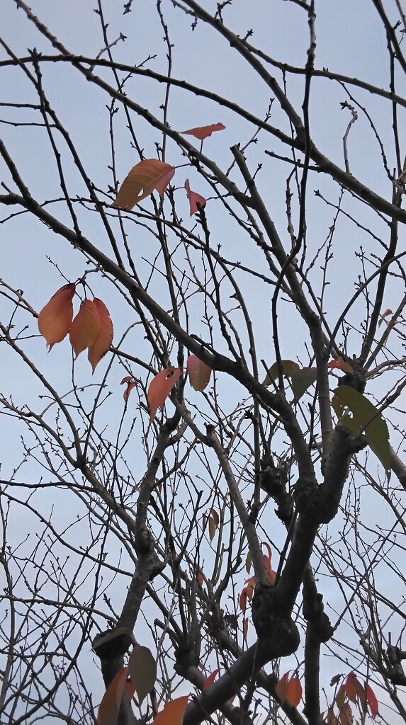 Remaining leaves on the tree. by grace55