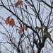 Remaining leaves on the tree.