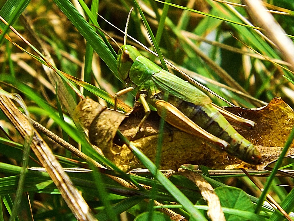 Grasshopper by ajisaac