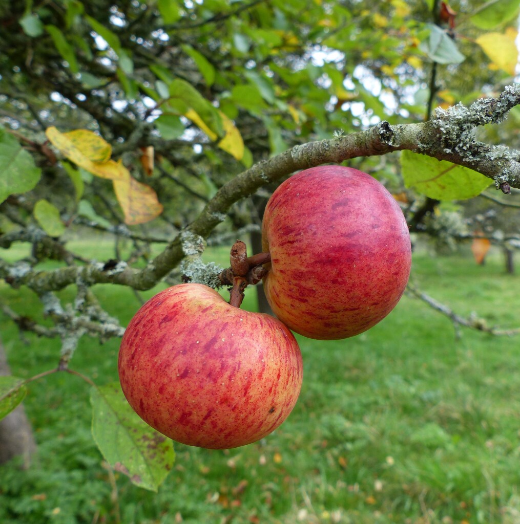 old orchard by jokristina