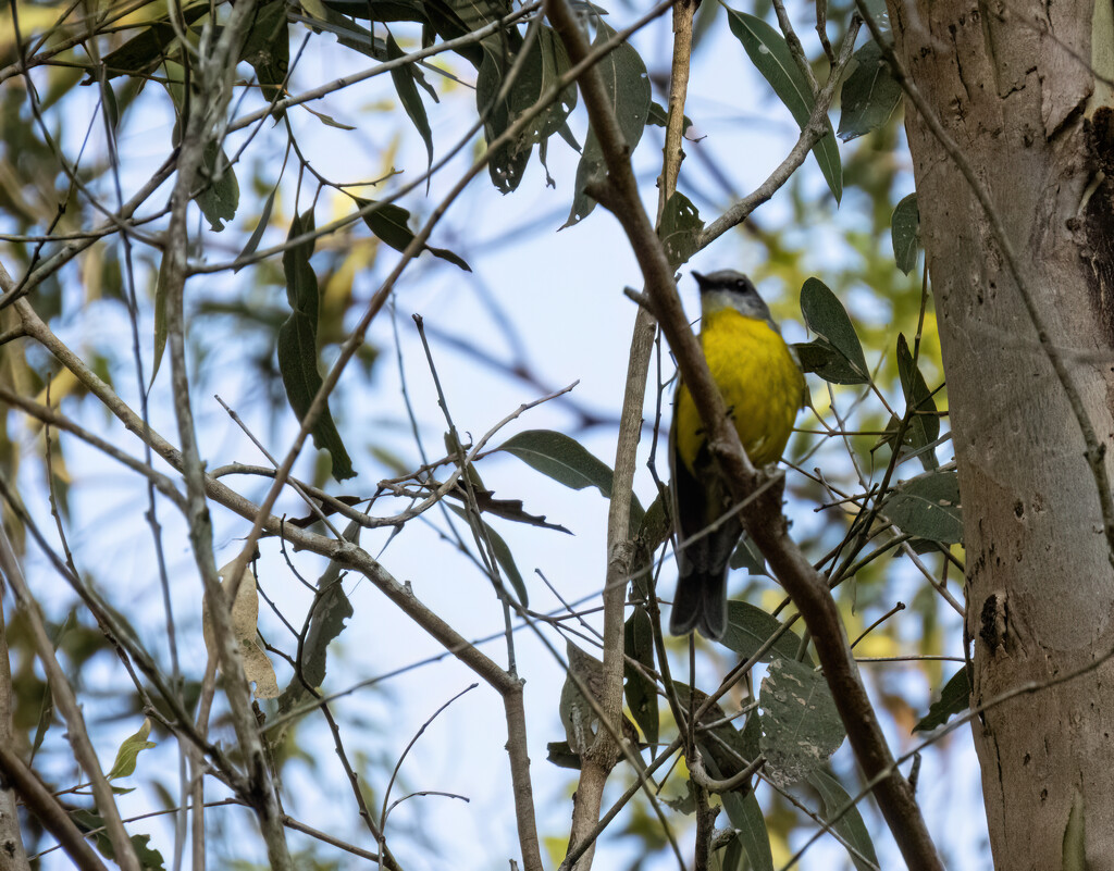 Yellow Robin by koalagardens