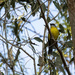 Yellow Robin