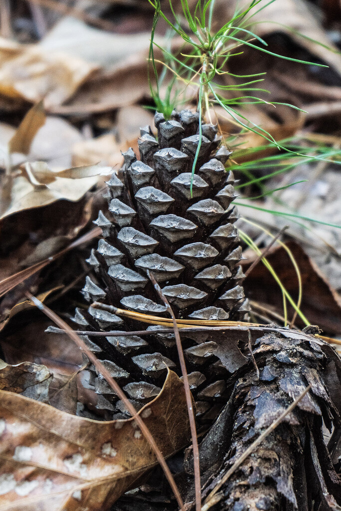 Pinecone by k9photo