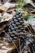 5th Nov 2024 - Pinecone