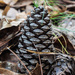 Pinecone