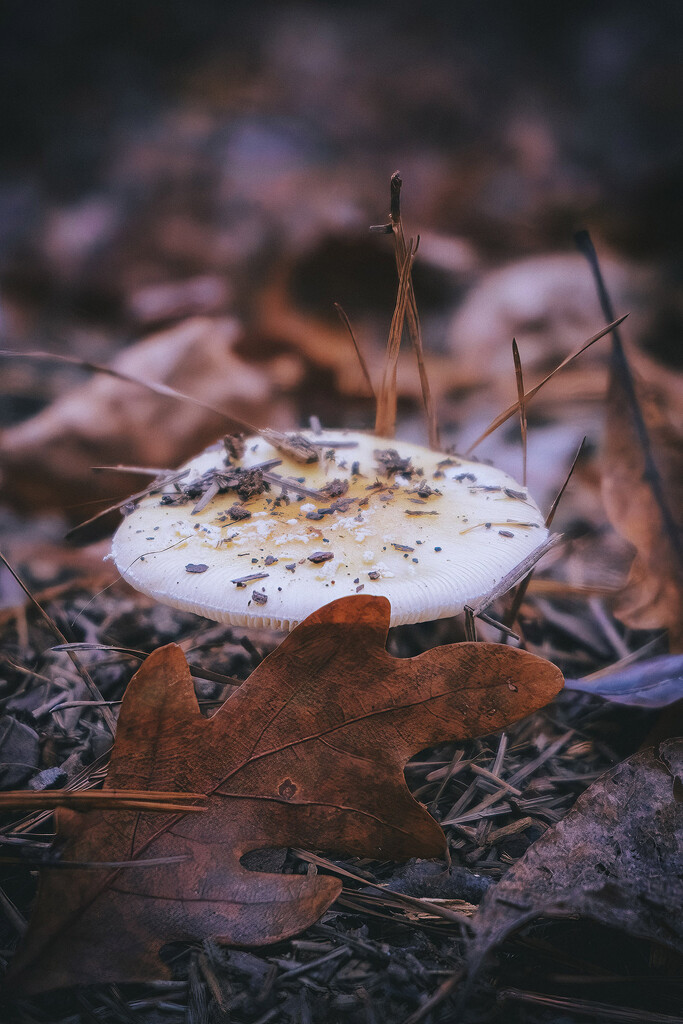 False Death Cap by k9photo