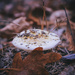 False Death Cap