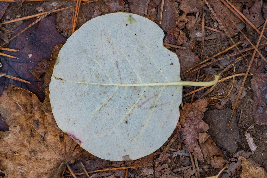 Round Leaf by k9photo