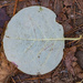 Round Leaf