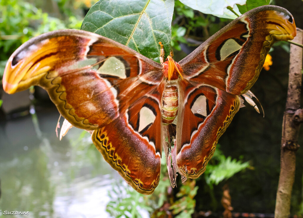 Atlas moth (Attacus atlas) by ankers70