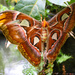 Atlas moth (Attacus atlas)