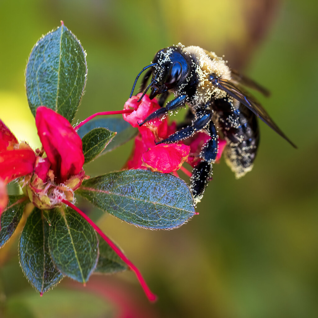 Autumn Pollinator by kvphoto