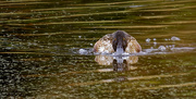 6th Nov 2024 - northern shoveler 