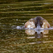 northern shoveler 