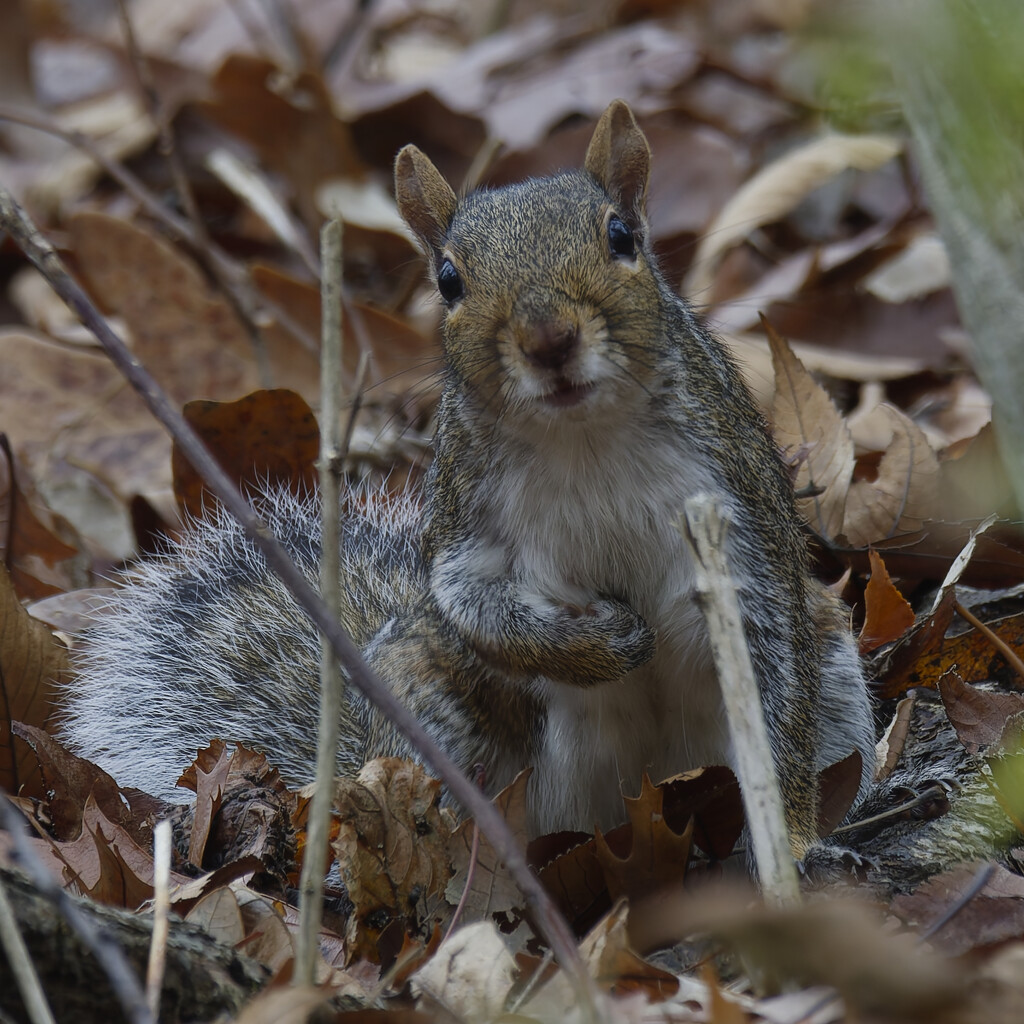 Eastern gray squirrel by rminer