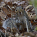 Eastern gray squirrel