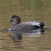 gadwall 