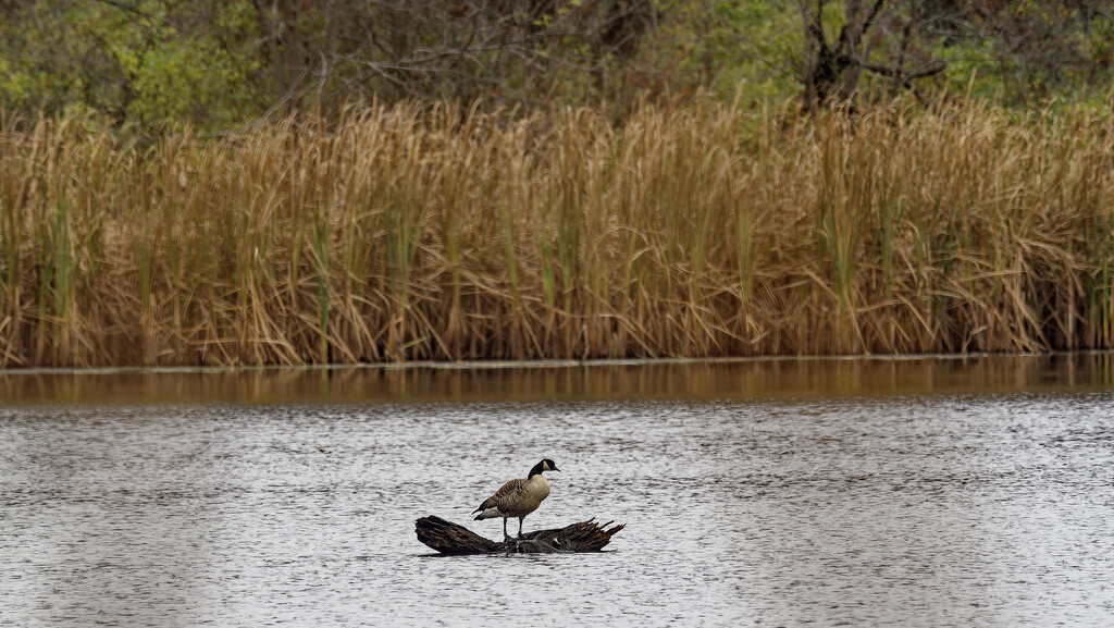 Canada goose landscape by rminer