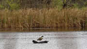 6th Nov 2024 - Canada goose landscape