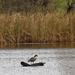 Canada goose landscape