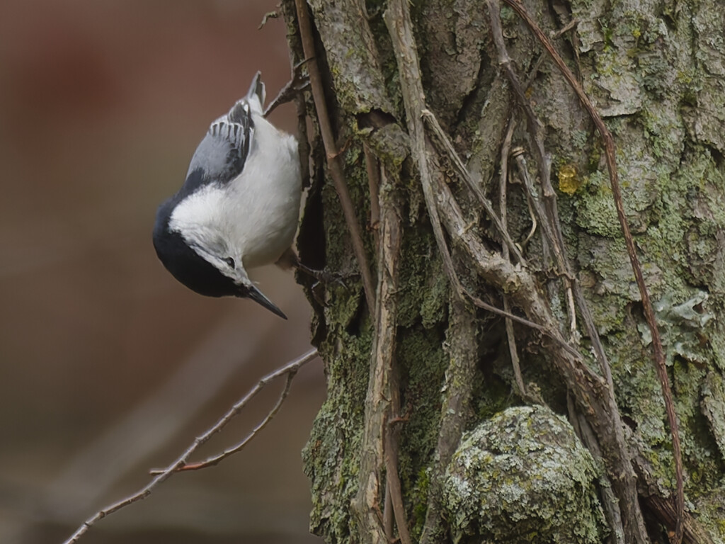 white-breasted nuthatch by rminer