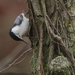 white-breasted nuthatch