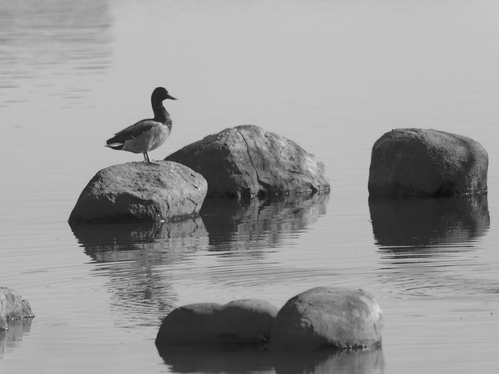 mallard on the rocks by rminer